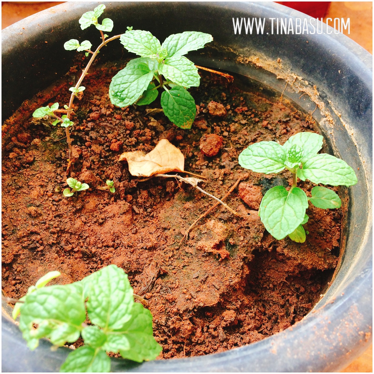 mint planting container gardening