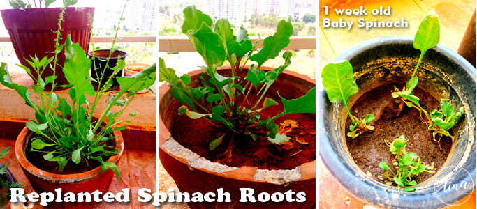 grow-spinach-from-roots-replanted-spinach-container-gardening