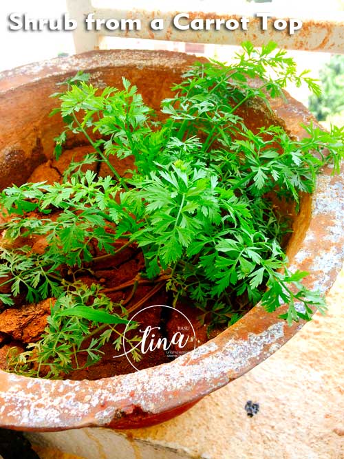 how-to-grow-carrot-plant-from-carrot-top