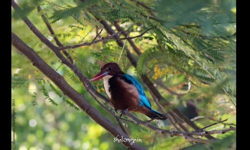 sultanpur national park bird sanctuary