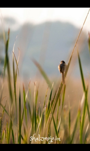 sultanpur national park bird sanctuary