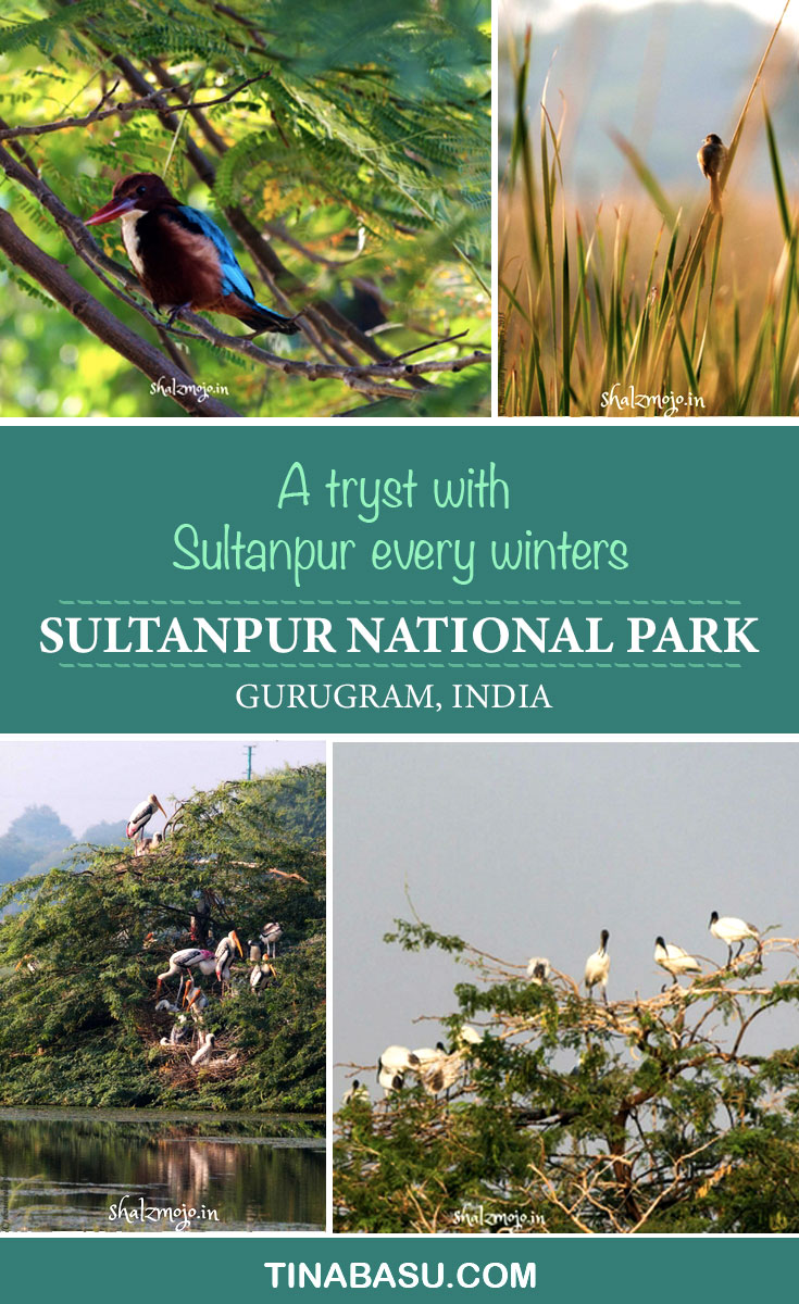 sultanpur national park bird sanctuary