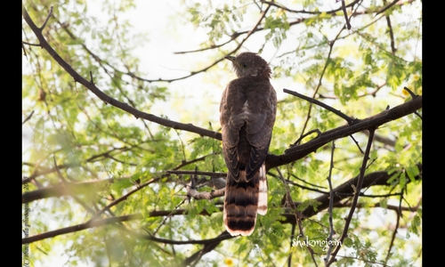 sultanpur national park bird sanctuary