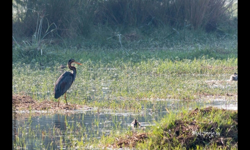 sultanpur national park bird sanctuary