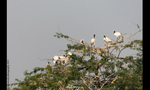 sultanpur national park bird sanctuary