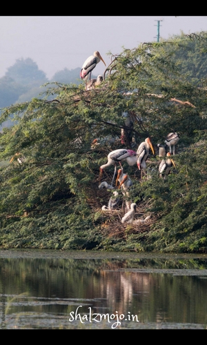 sultanpur national park bird sanctuary