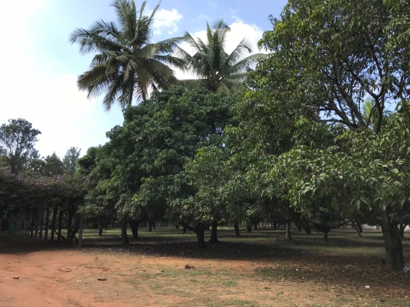 greenery in sobha hrc pristine