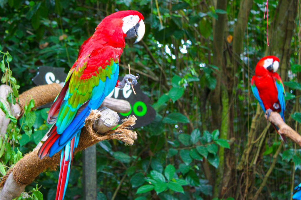 singapore zoo