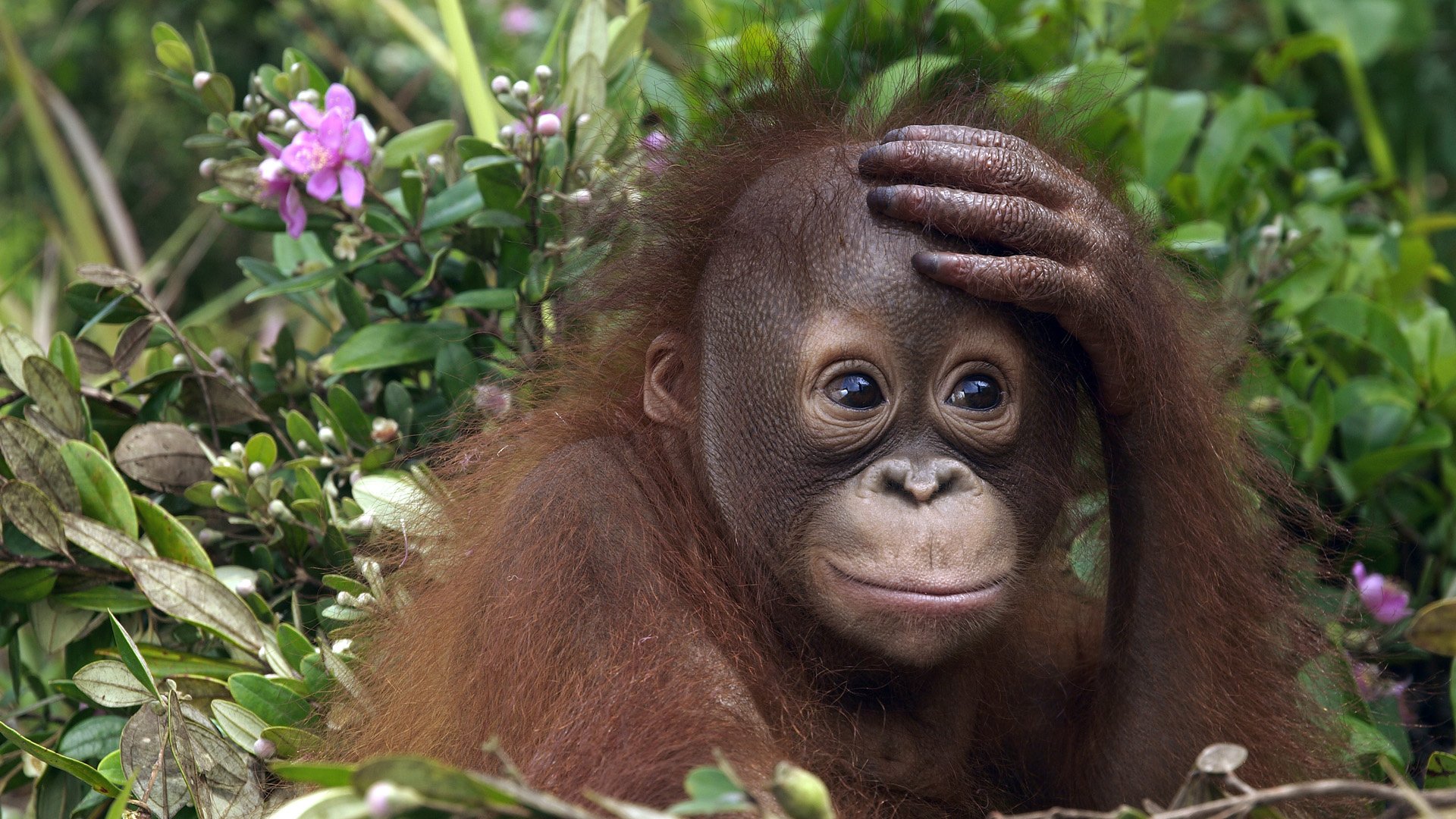 orangutan care - places to visit in malaysia