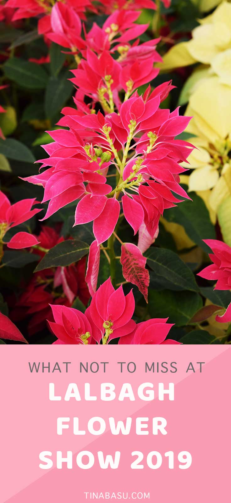 what not to miss at lalbagh flower show