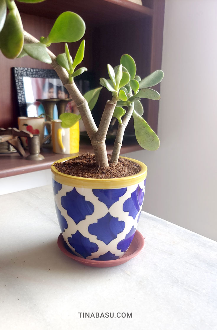 ceramic planter for home decor exclusive lane review